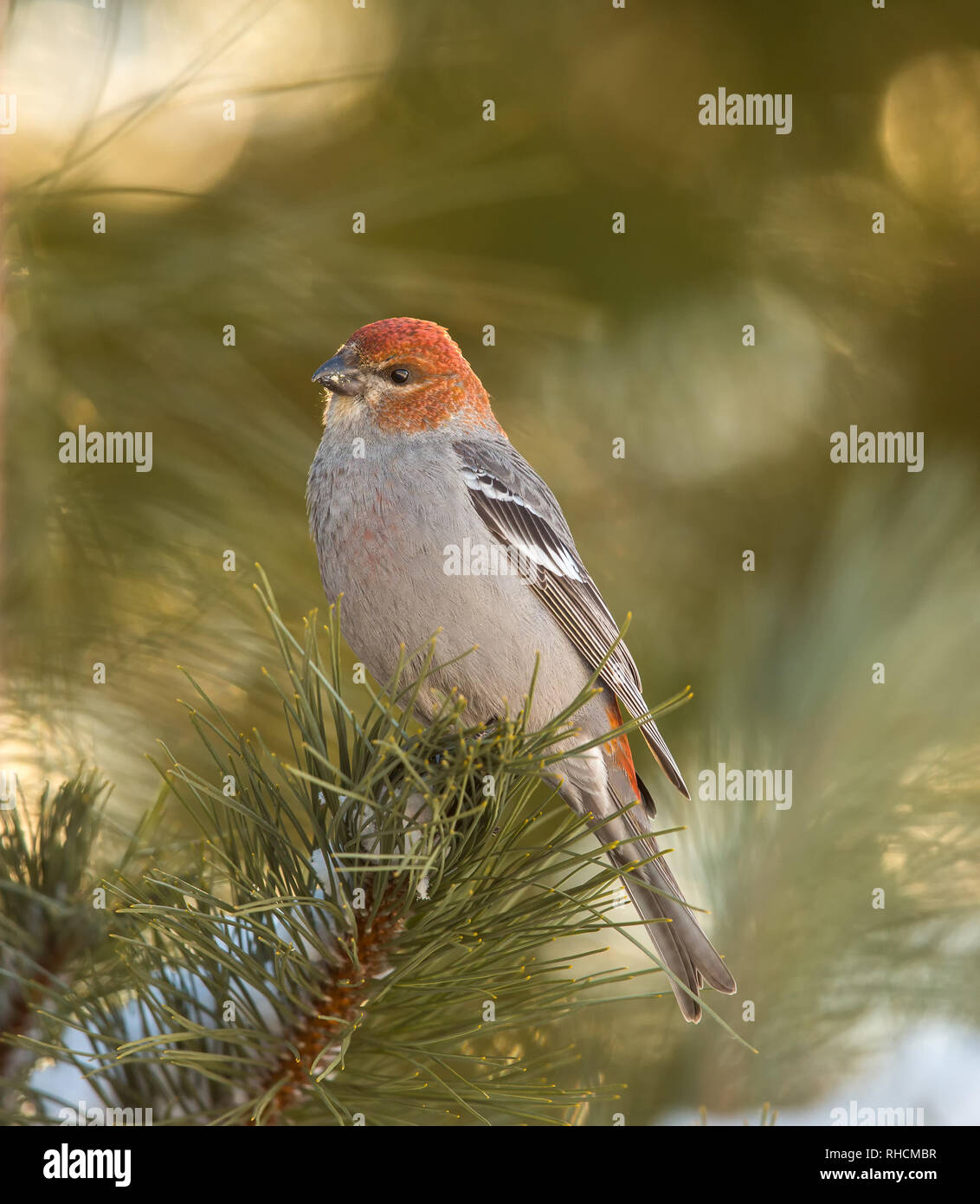 Immature male pine grosbeak perched in a red pine in northern Wisconsin. Stock Photo