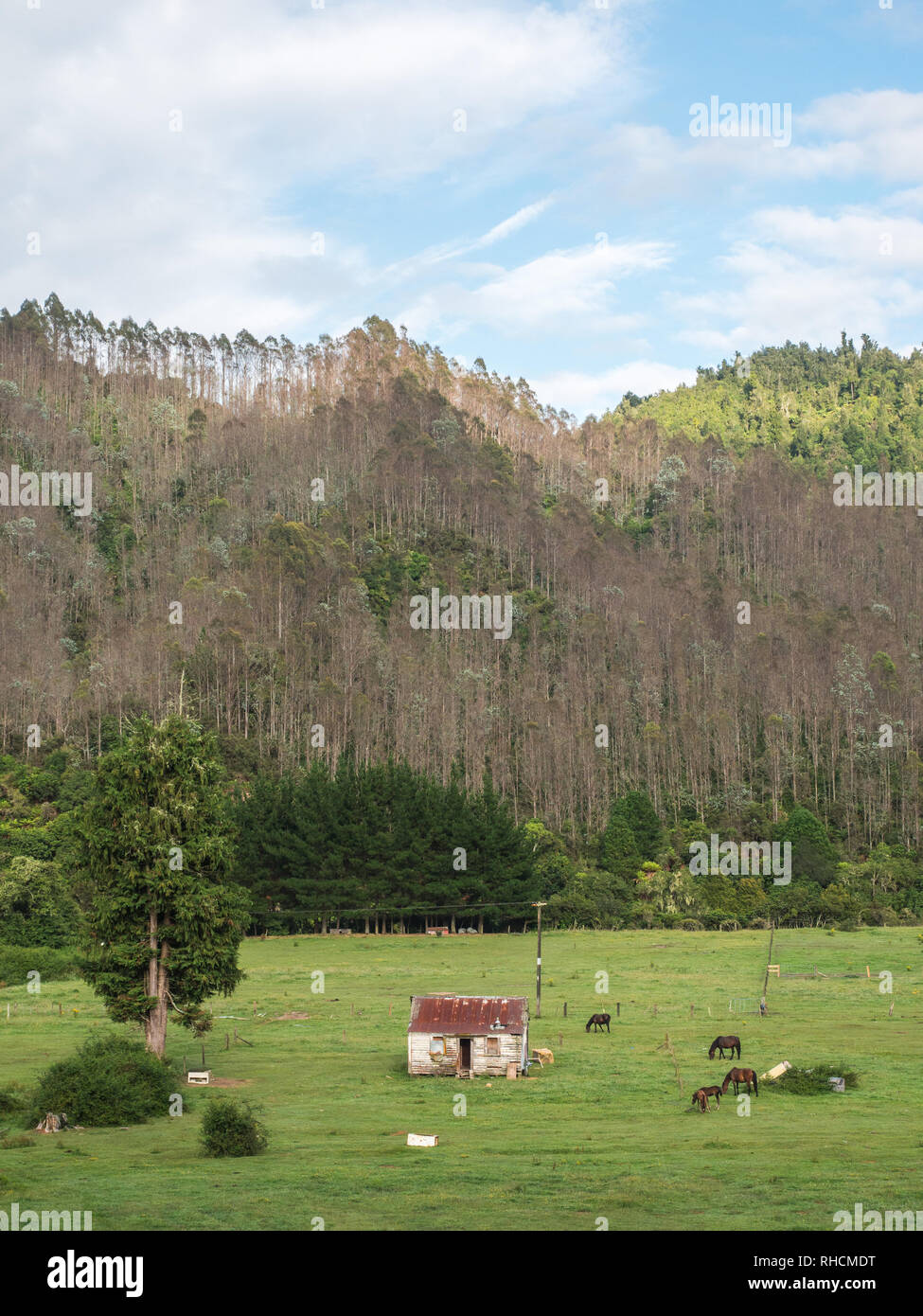Abandoned derelict house, horses grazing on grass flats, eucalyptus plantation forest growing on the hills, Otekura, Ruatahuna, Te Urewera New Zealand Stock Photo