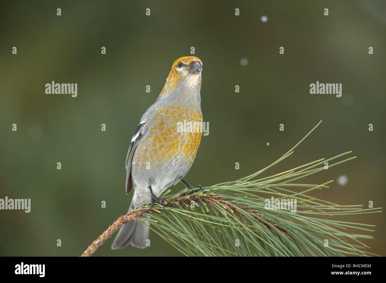 Pine grosbeak in northern Wisconsin. Stock Photo