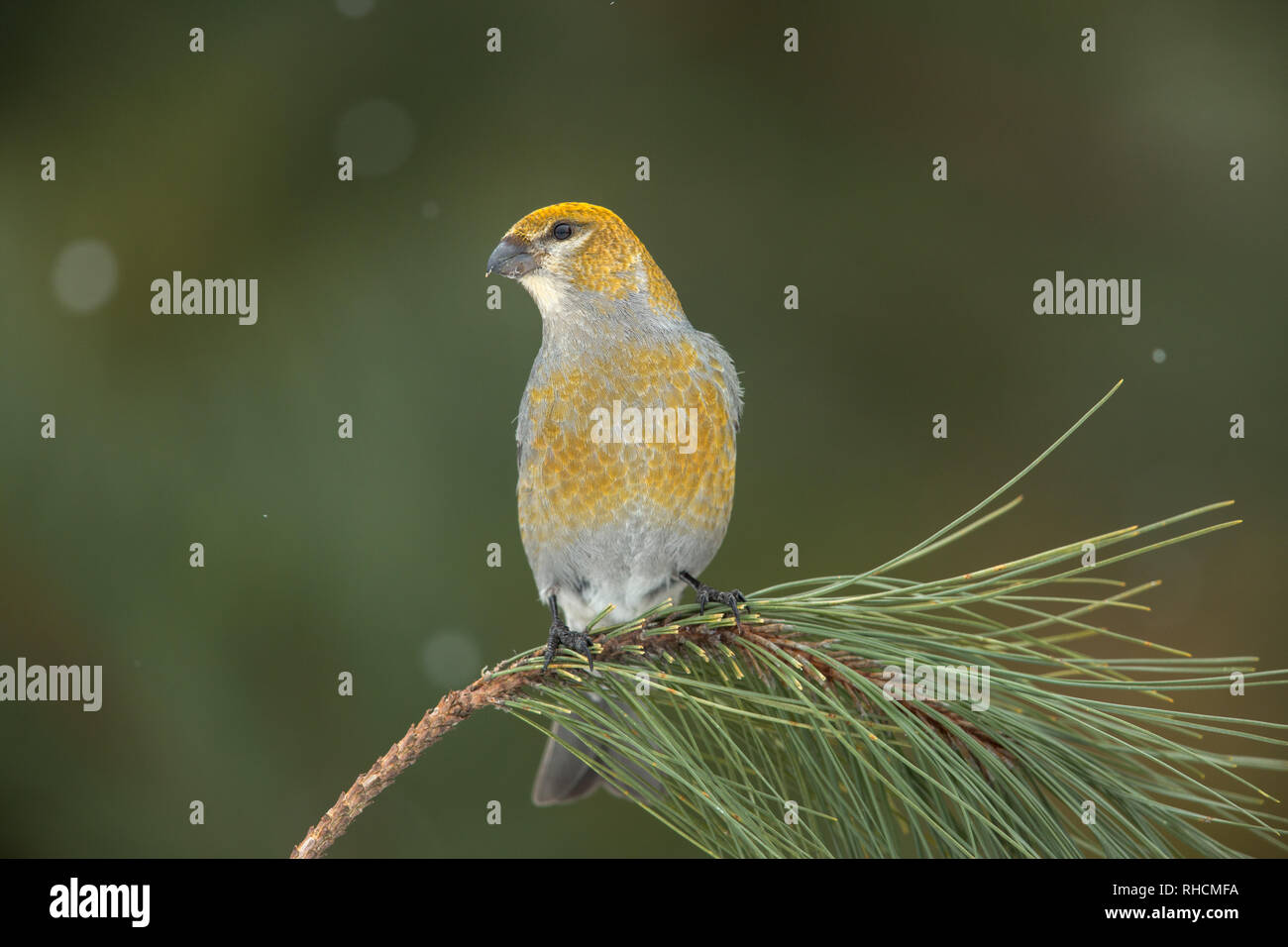 Pine grosbeak in northern Wisconsin. Stock Photo