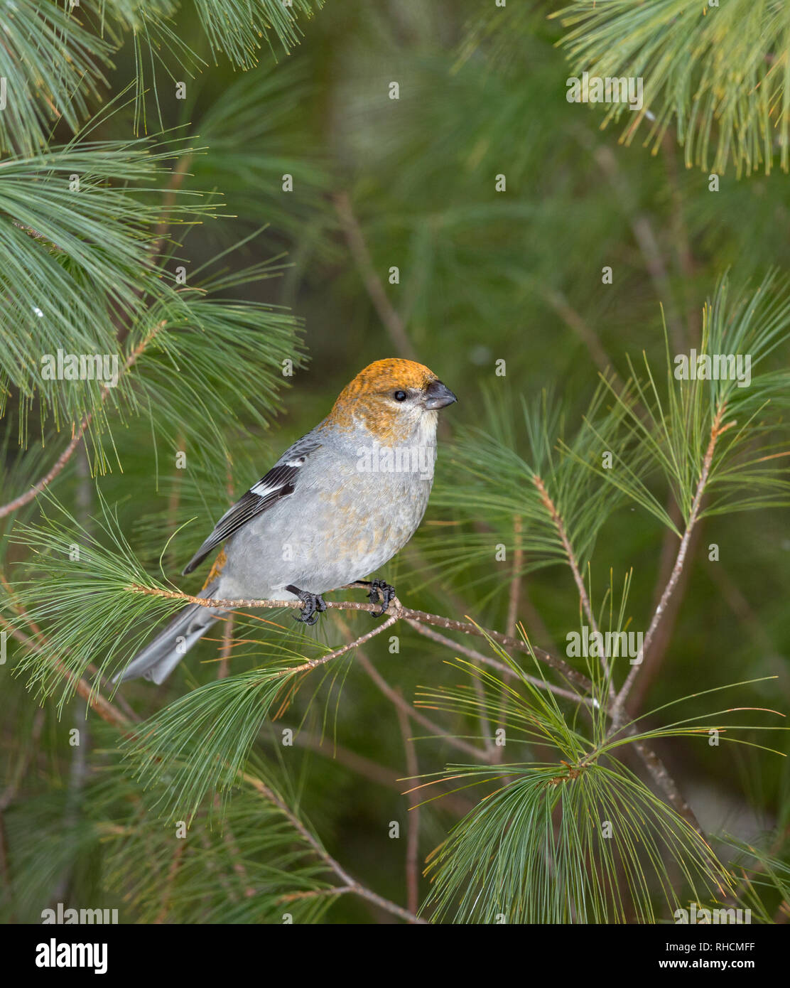 Pine grosbeak in northern Wisconsin. Stock Photo