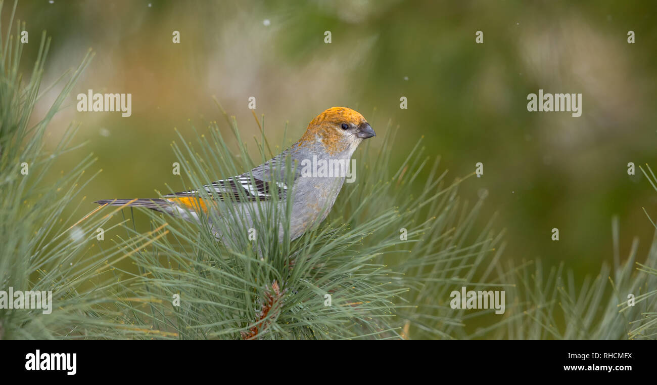 Pine grosbeak in northern Wisconsin. Stock Photo