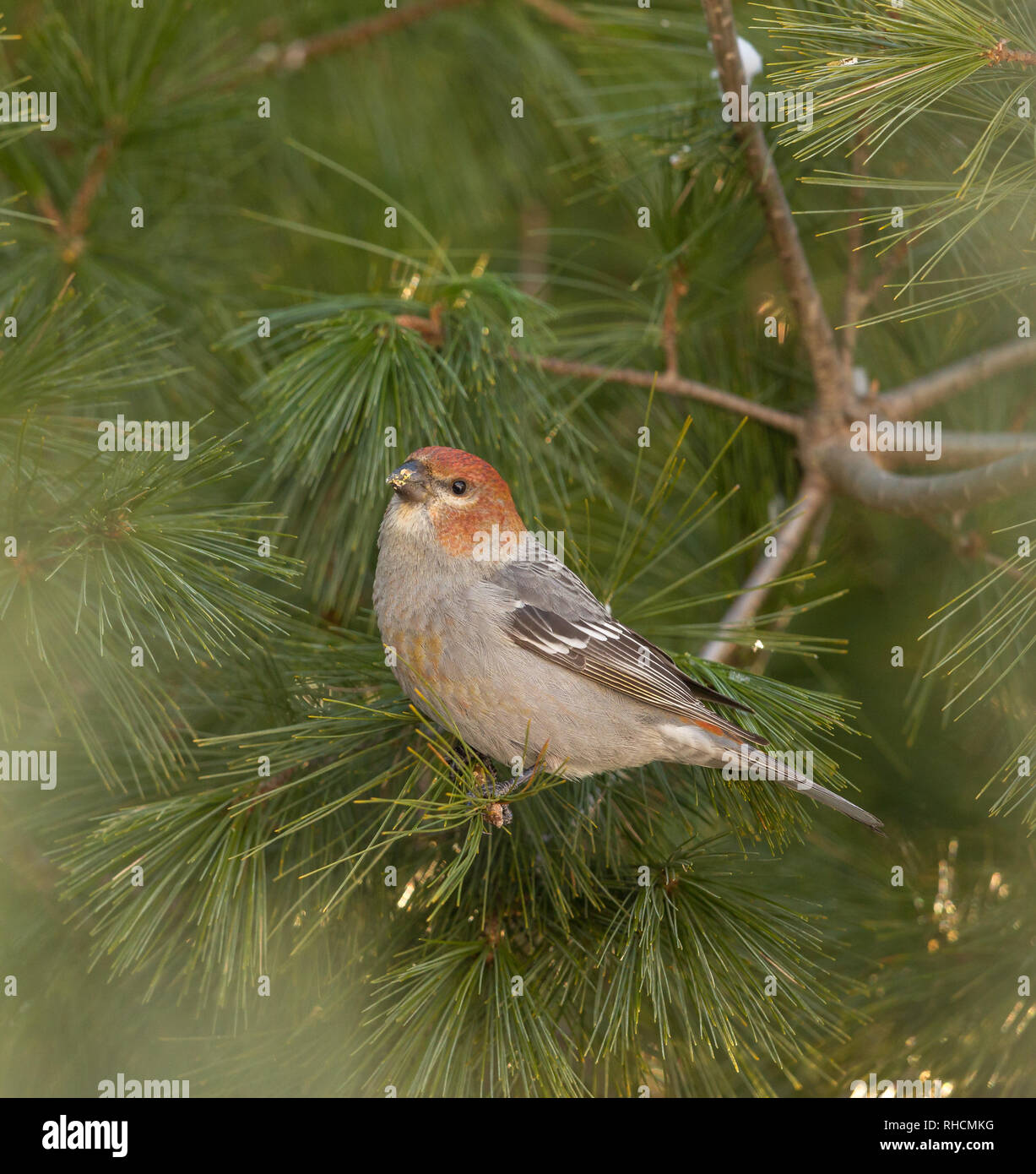 Pine grosbeak in northern Wisconsin. Stock Photo