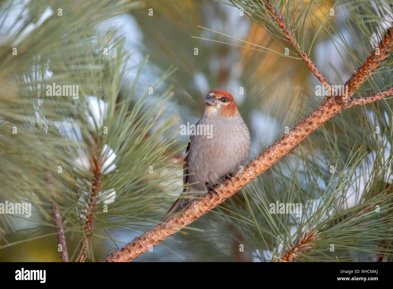 Immature male pine grosbeak in northern Wisconsin. Stock Photo