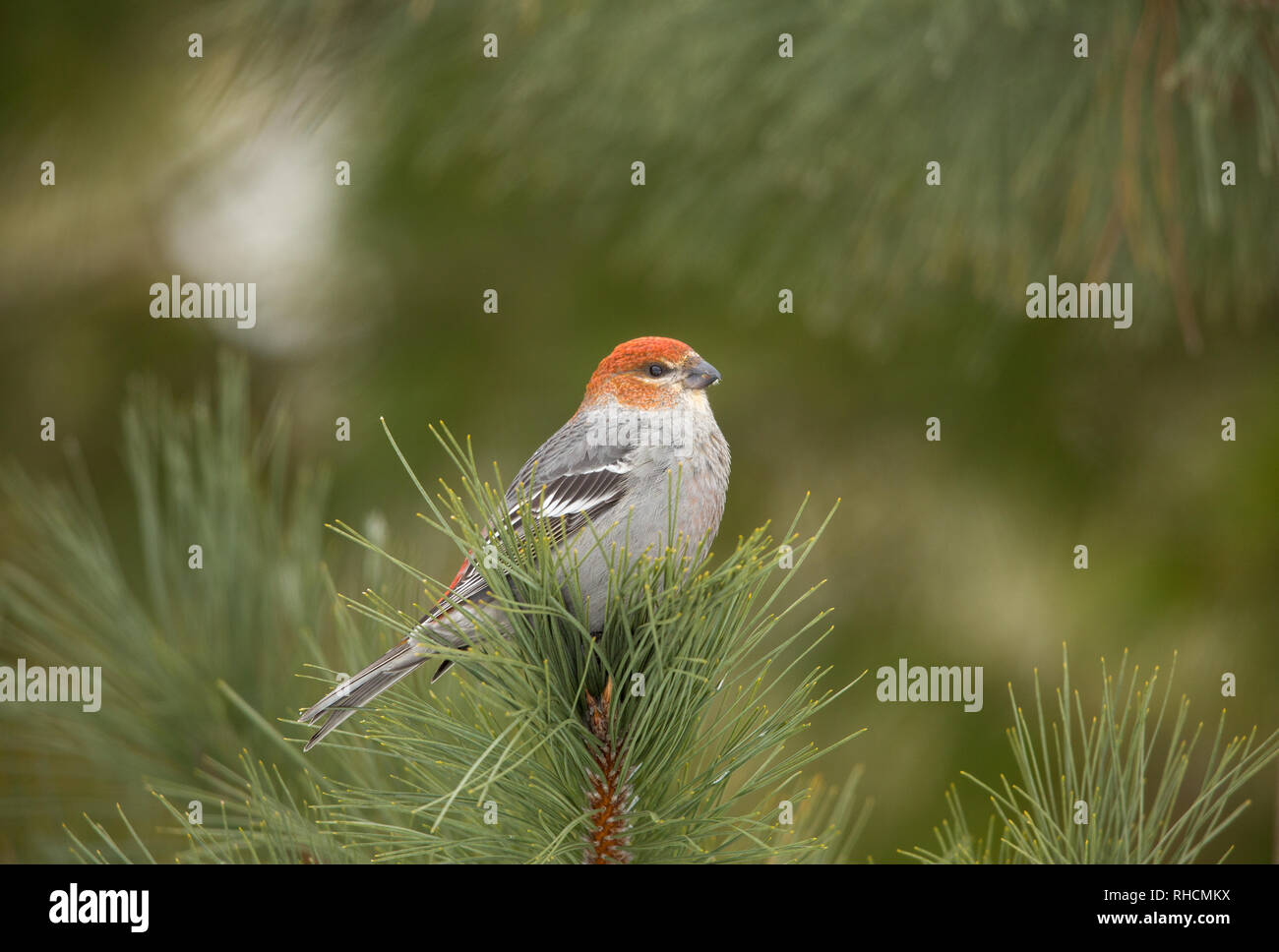 Pine grosbeak in northern Wisconsin. Stock Photo