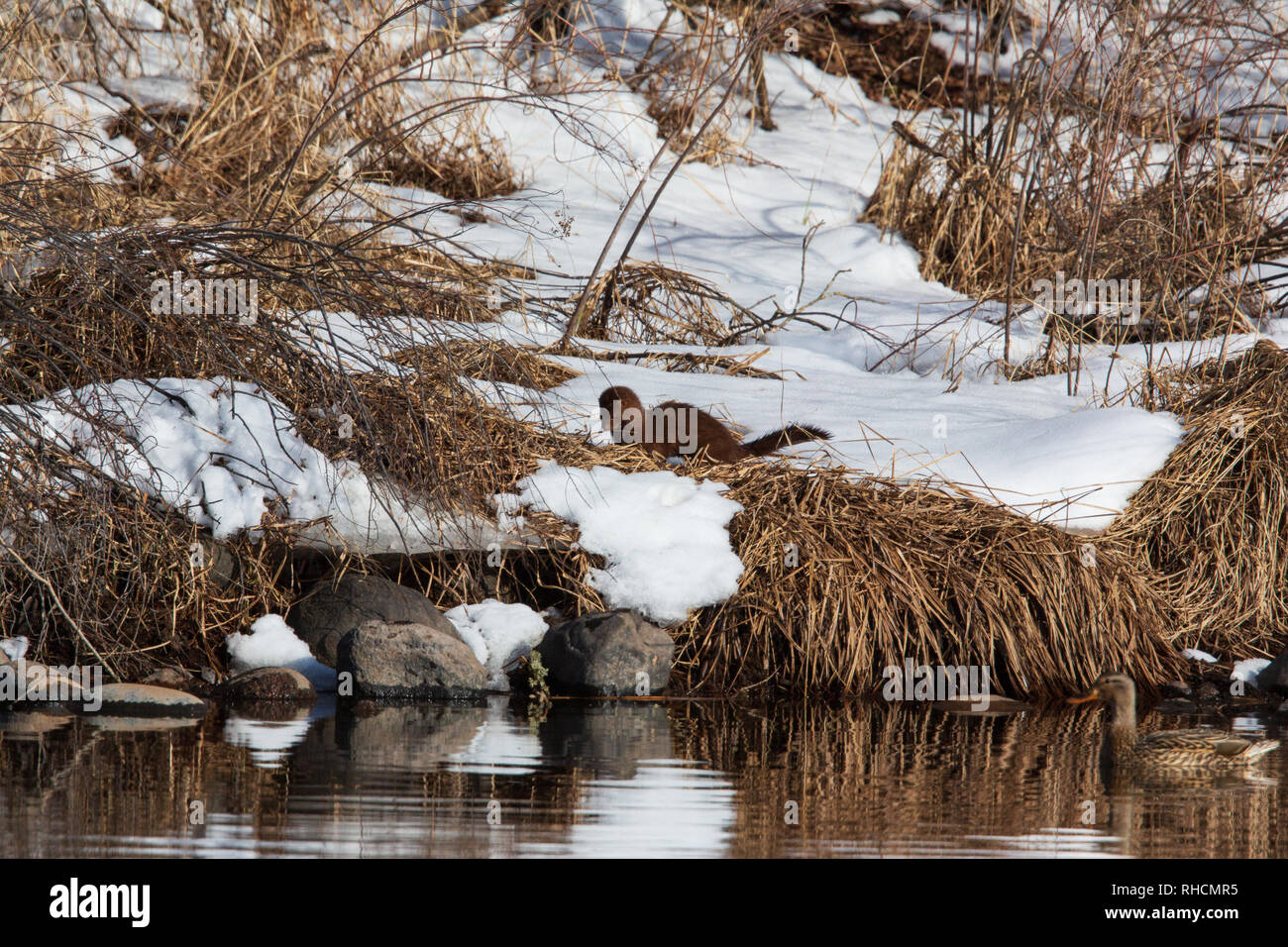 American mink hunting along the banks of the Chippewa River in northern Wisconsin. Stock Photo