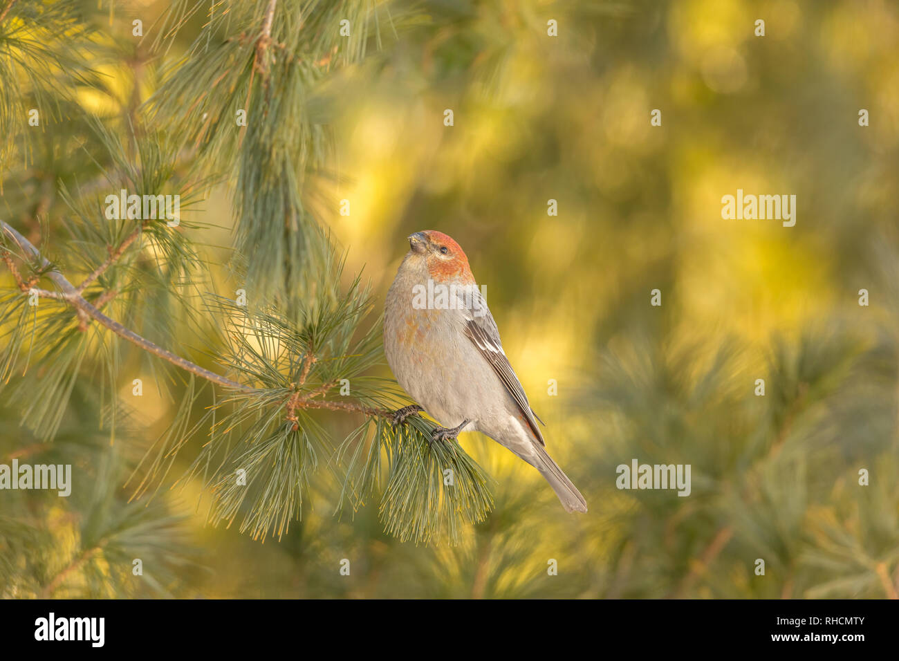 Immature male pine grosbeak in northern Wisconsin. Stock Photo