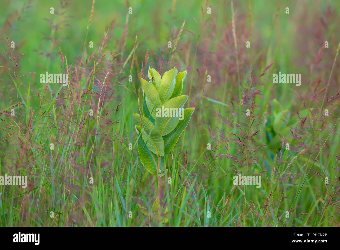 Common milkweed Stock Photo
