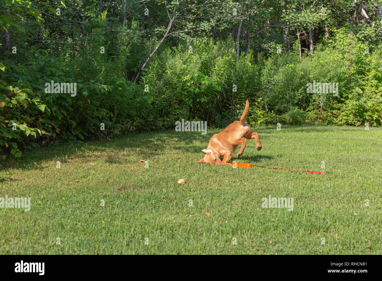 Fox red Labrador retriever - A little too much enthusiasm...the puppy overshot the orange training dummy. Stock Photo