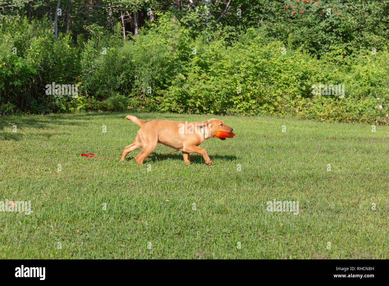 Fox red Labrador retriever puppy returning with an orange training dummy. Stock Photo