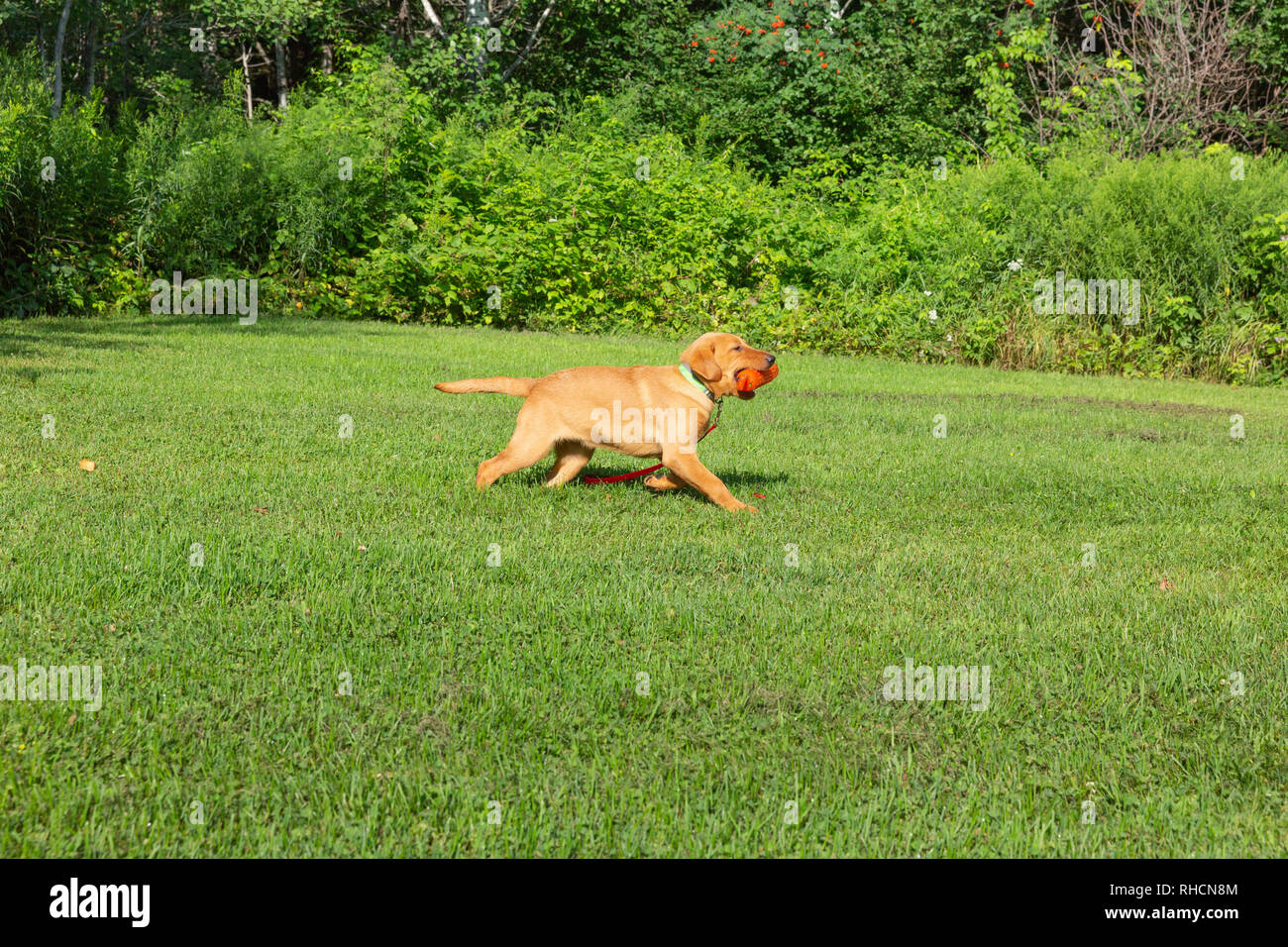 Fox red Labrador retriever returning with the orange training dummy Stock Photo Alamy