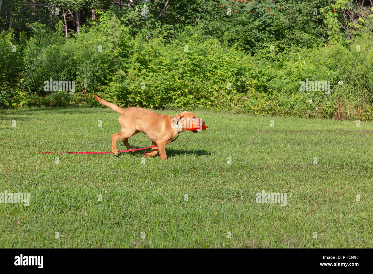 Fox red Labrador retriever puppy returning with an orange training dummy. Stock Photo