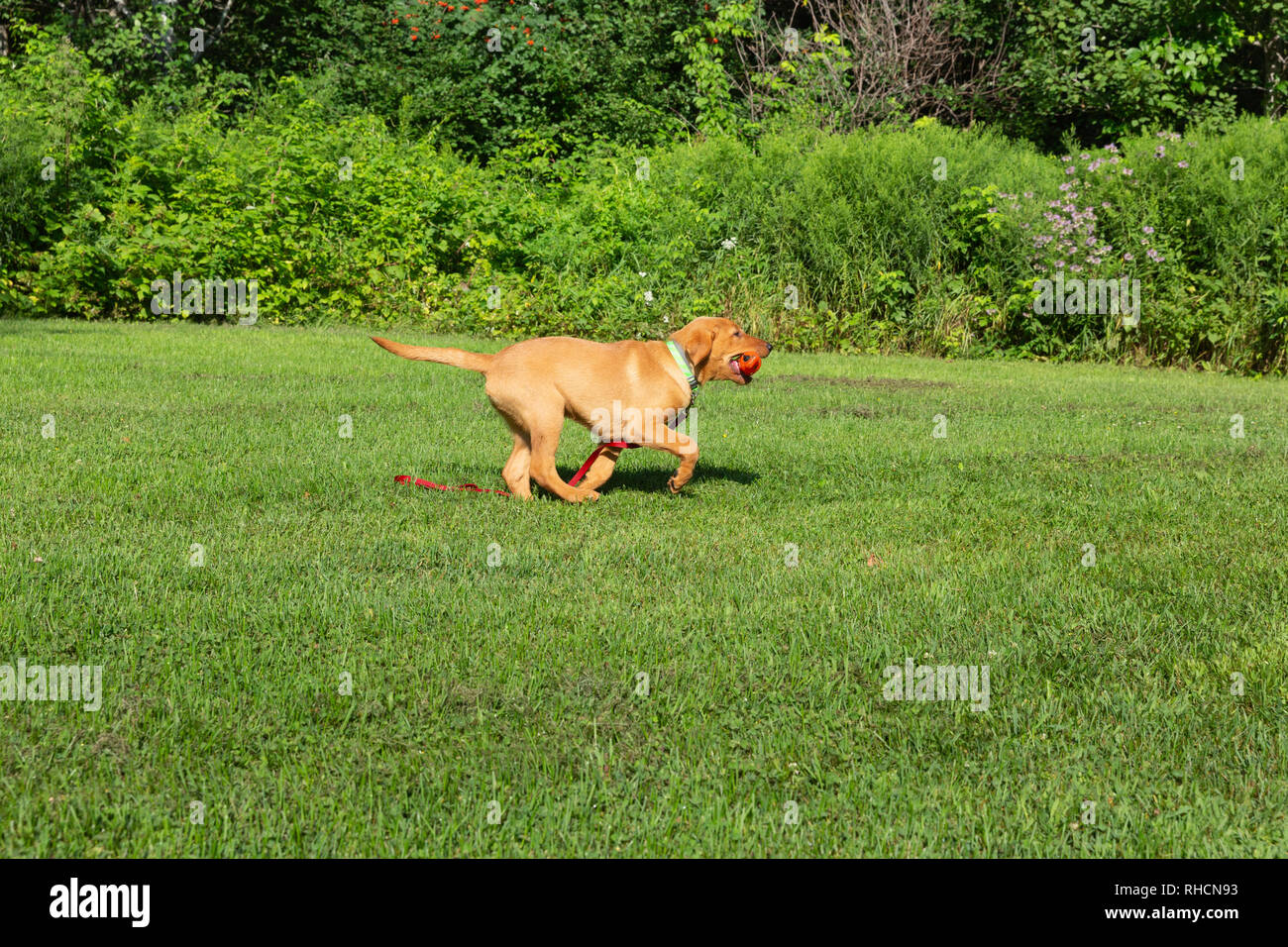 Fox red Labrador retriever - returning with the orange training dummy. Stock Photo