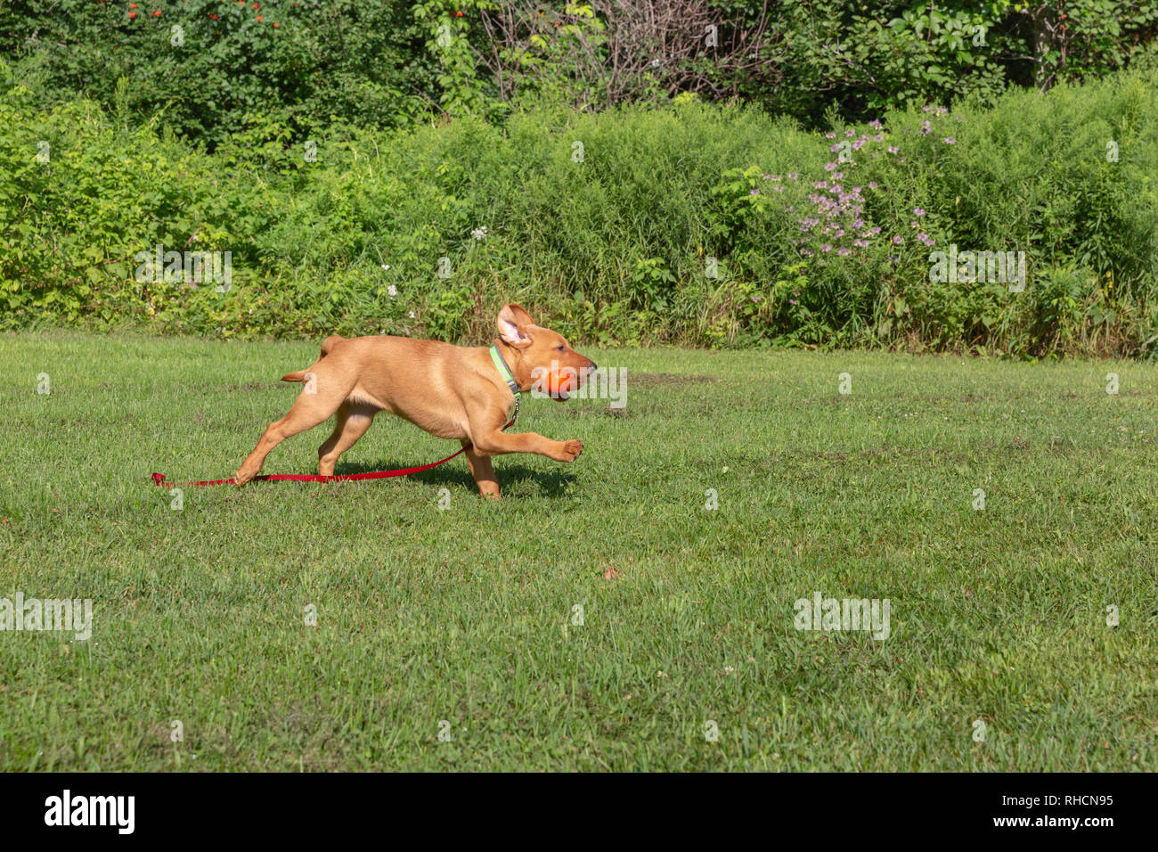 Fox red Labrador retriever puppy returning with an orange training dummy. Stock Photo