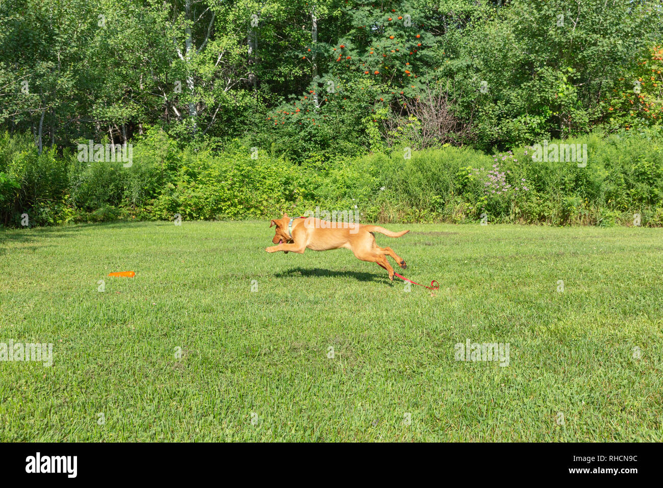 Fox red Labrador retriever - running to grab the orange training dummy. Stock Photo