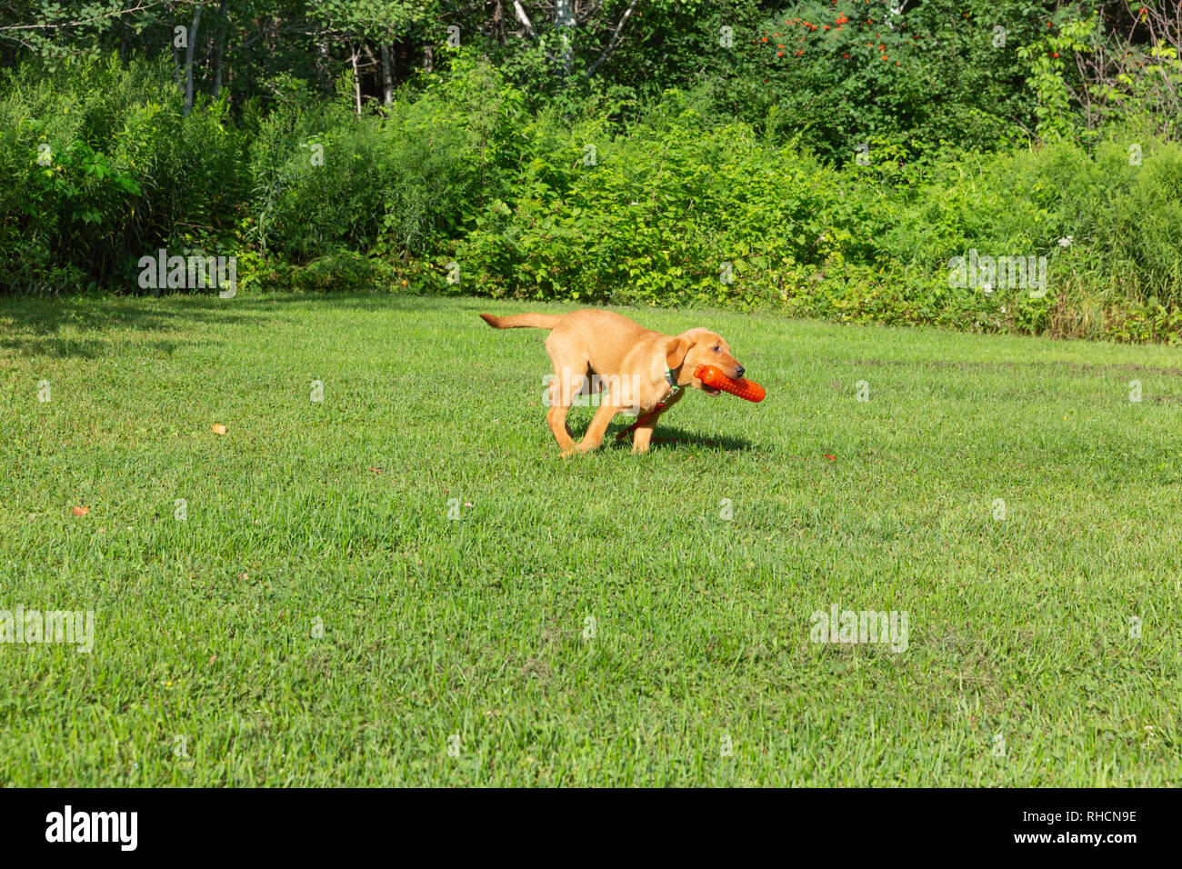 Fox red Labrador retriever - returning with the orange training dummy. Stock Photo