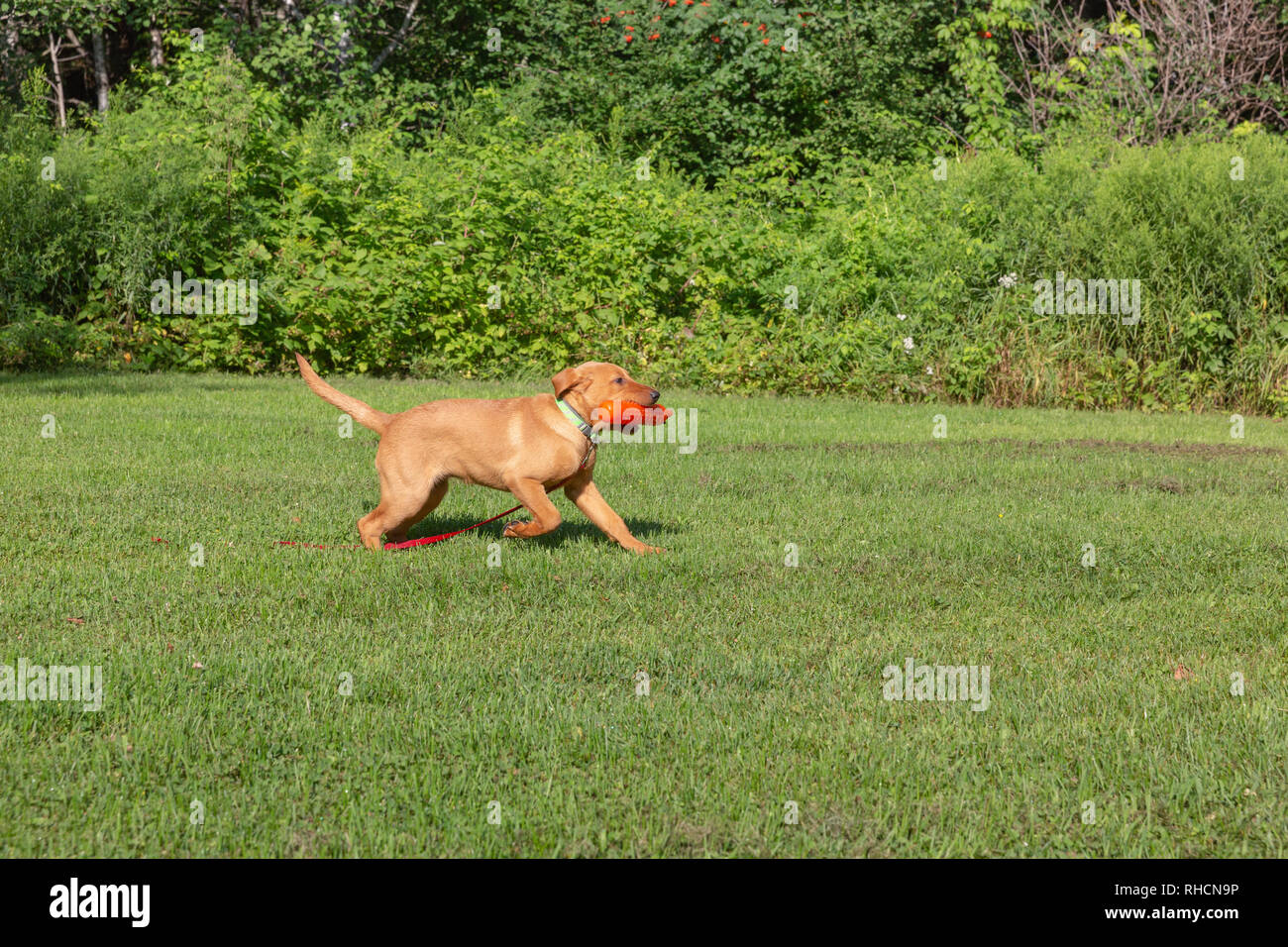 Fox red Labrador retriever puppy returning with an orange training dummy. Stock Photo