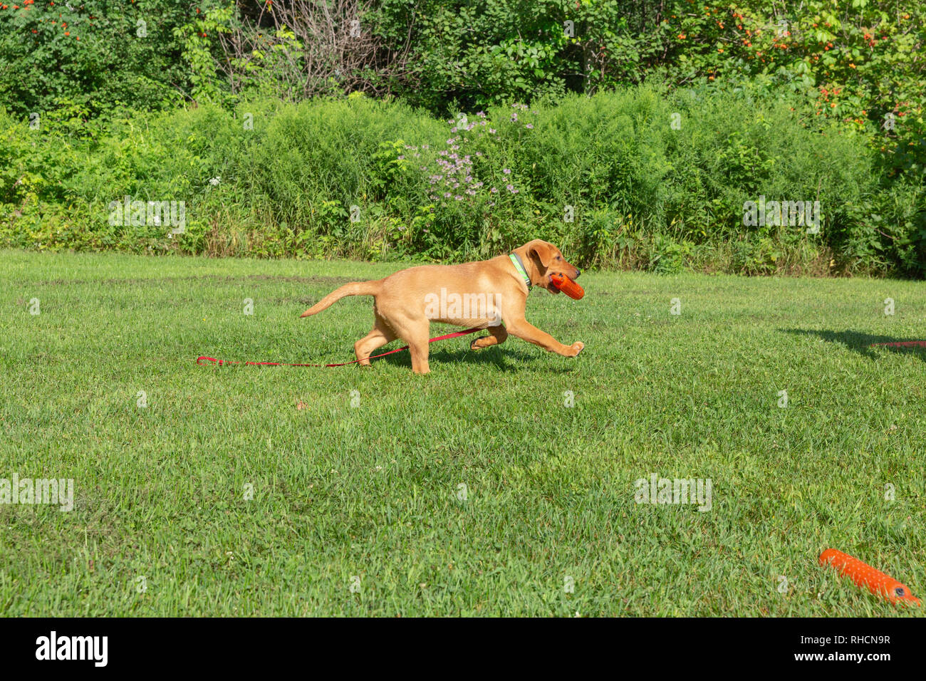 Fox red Labrador retriever - returning with the orange training dummy. Stock Photo