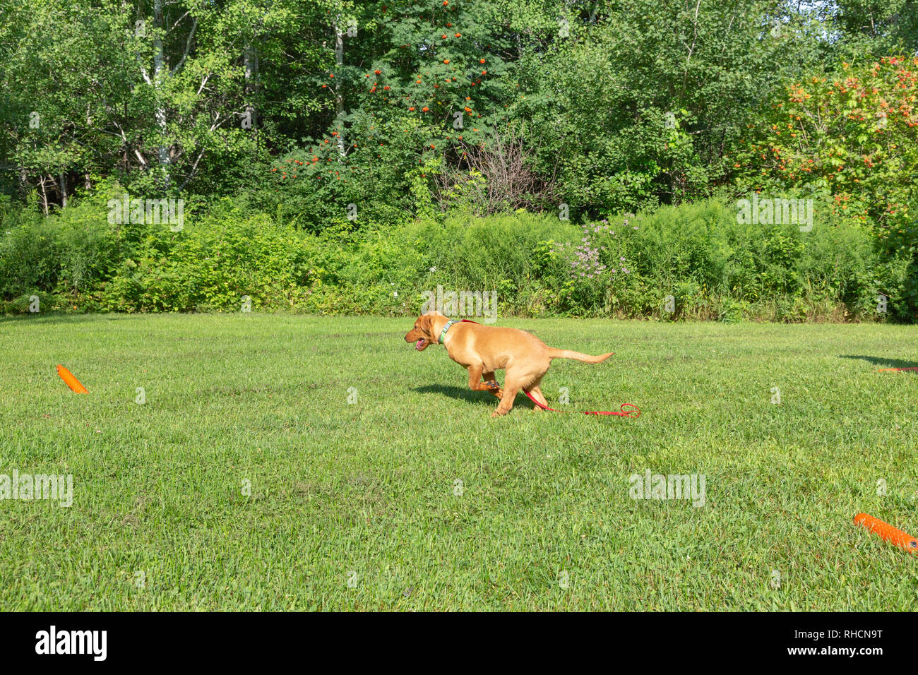 Fox red Labrador retriever - running to grab the orange training dummy. Stock Photo