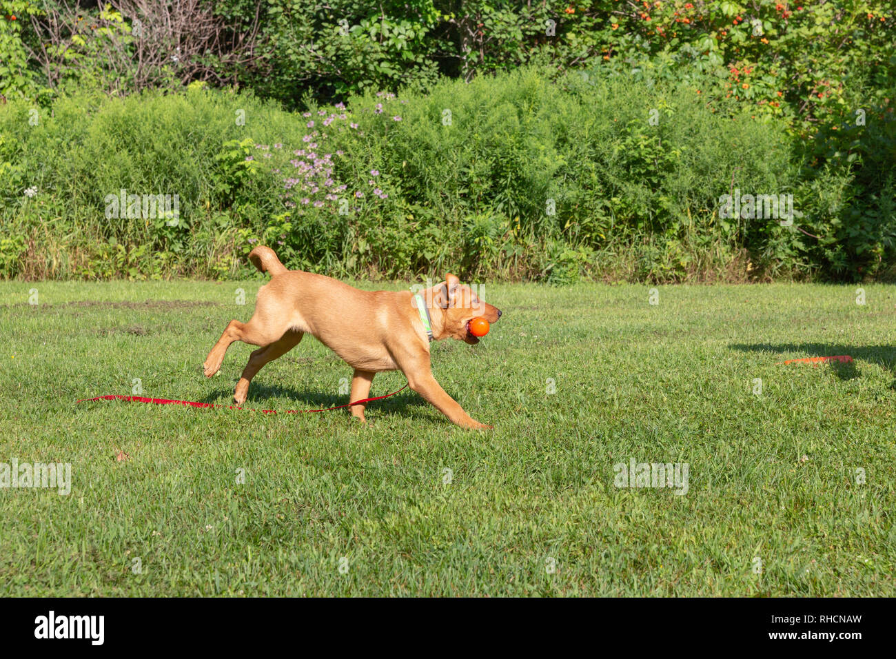 Fox red Labrador retriever puppy returning with an orange training dummy. Stock Photo