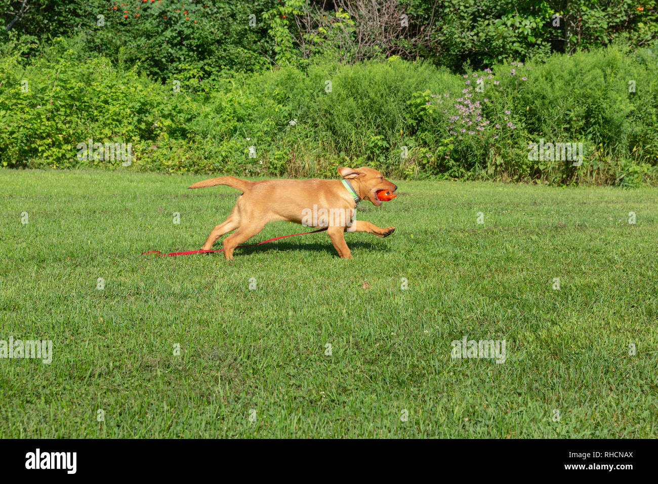 Fox red Labrador retriever - returning with the orange training dummy. Stock Photo