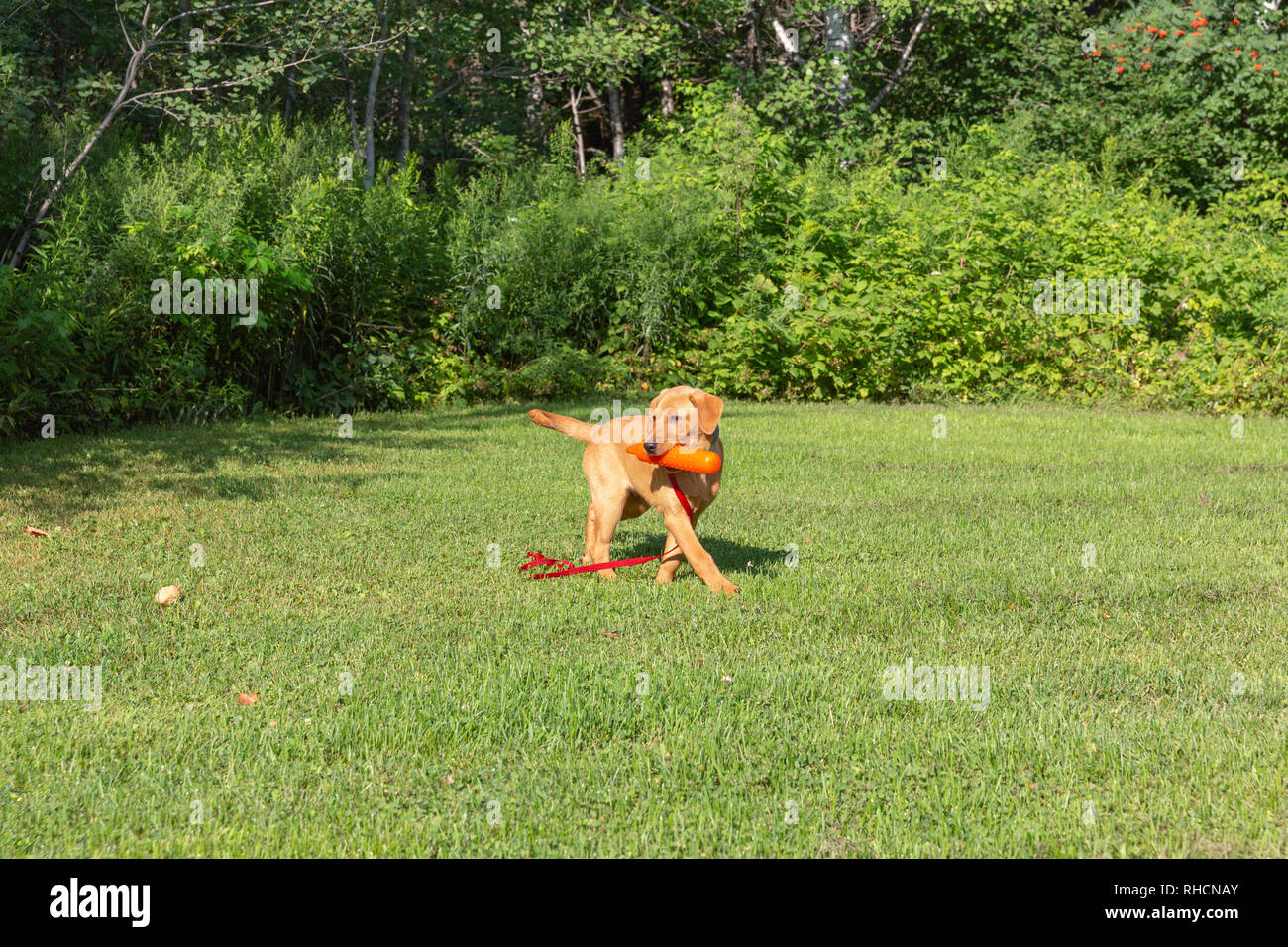 Fox red Labrador retriever puppy returning with an orange training dummy. Stock Photo