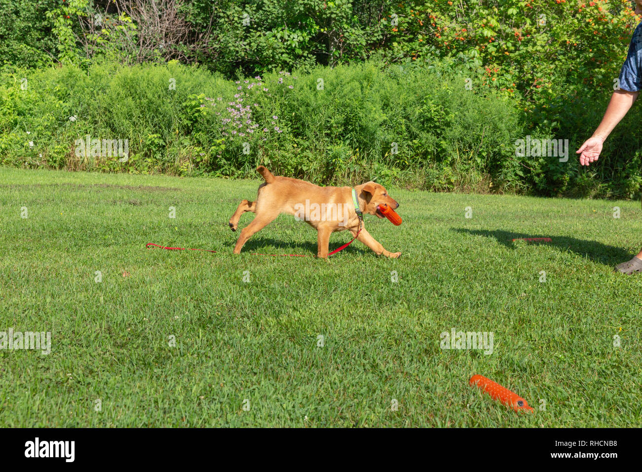 Fox red Labrador retriever - returning with the orange training dummy. Stock Photo