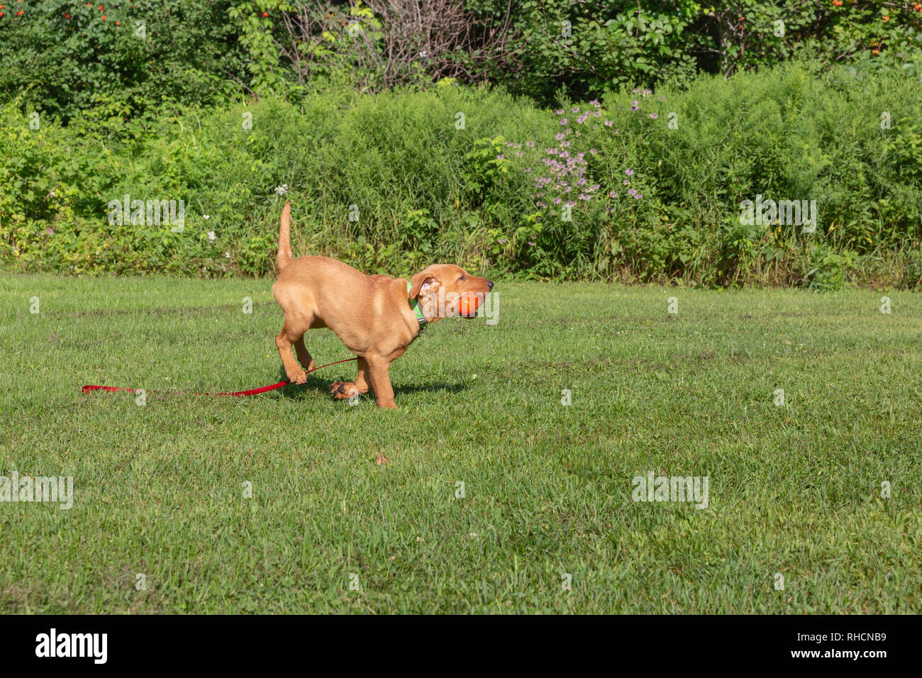 Fox red Labrador retriever puppy returning with an orange training dummy. Stock Photo