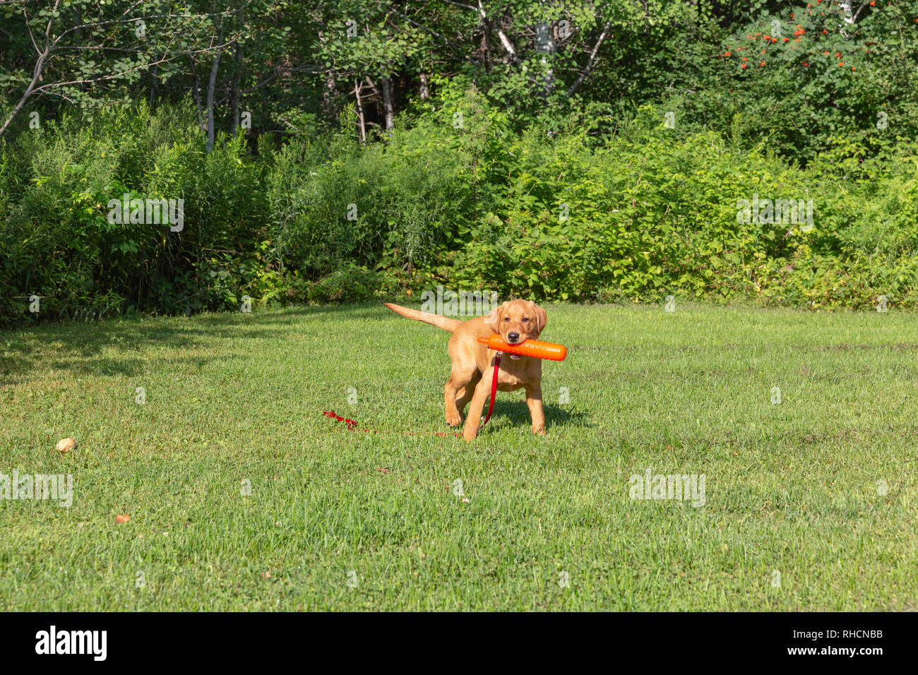 Fox red Labrador retriever puppy returning with an orange training dummy. Stock Photo