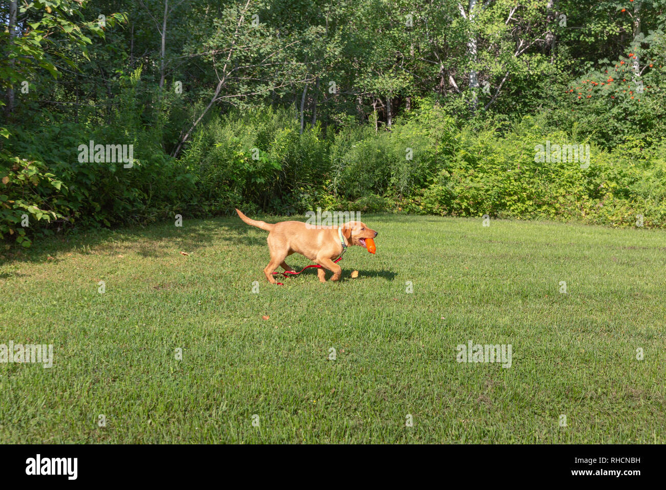 Fox red Labrador retriever - returning with the orange training dummy. Stock Photo