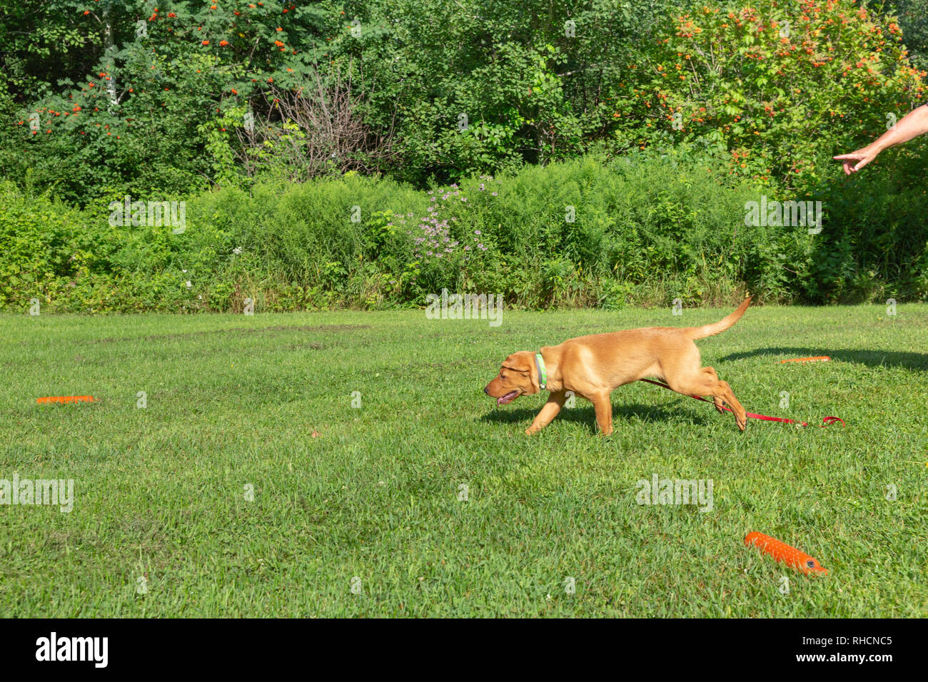 Fox red Labrador retriever - responding to Kim's hand signal to retrieve the training dummy. Stock Photo