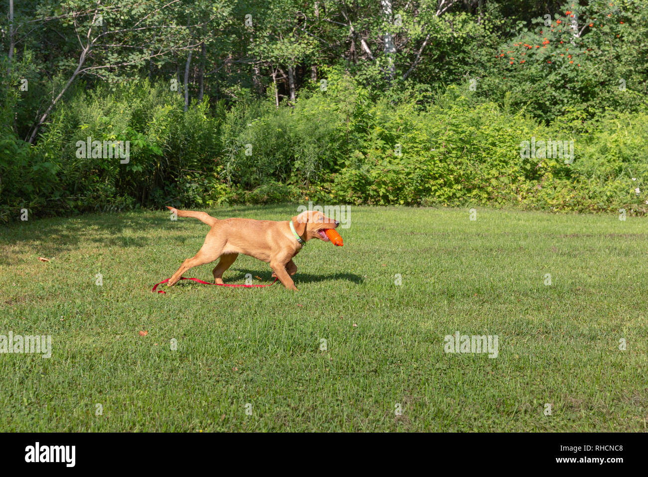 Fox red Labrador retriever - returning with the orange training dummy. Stock Photo