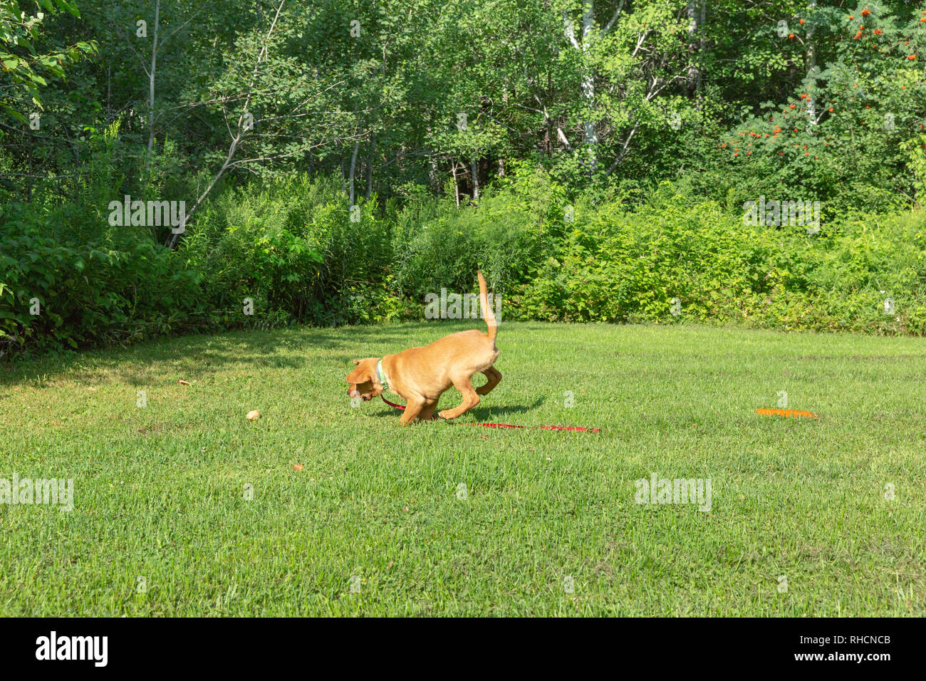 Fox red Labrador retriever running to retrieve the orange training