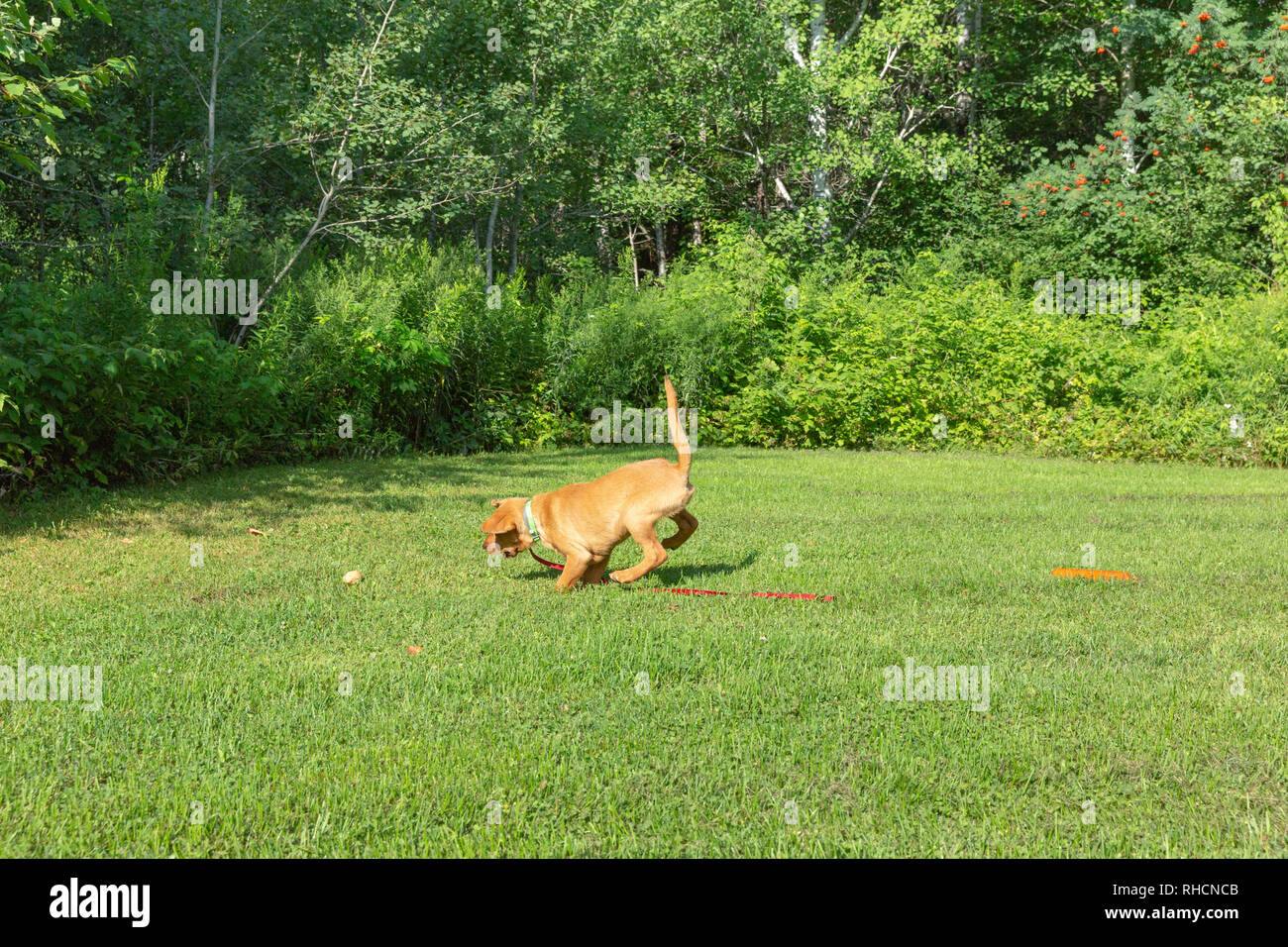 Fox red Labrador retriever - running to retrieve the orange training dummy but missed the dummy and went for the leaf instead. Stock Photo