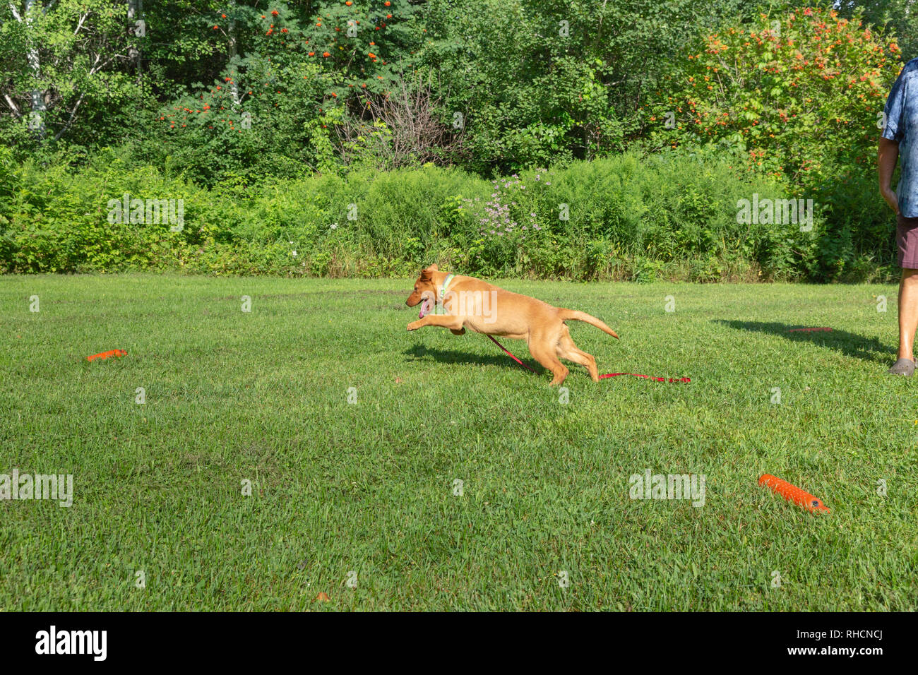 Fox red Labrador retriever - running to retrieve the orange training dummy. Stock Photo