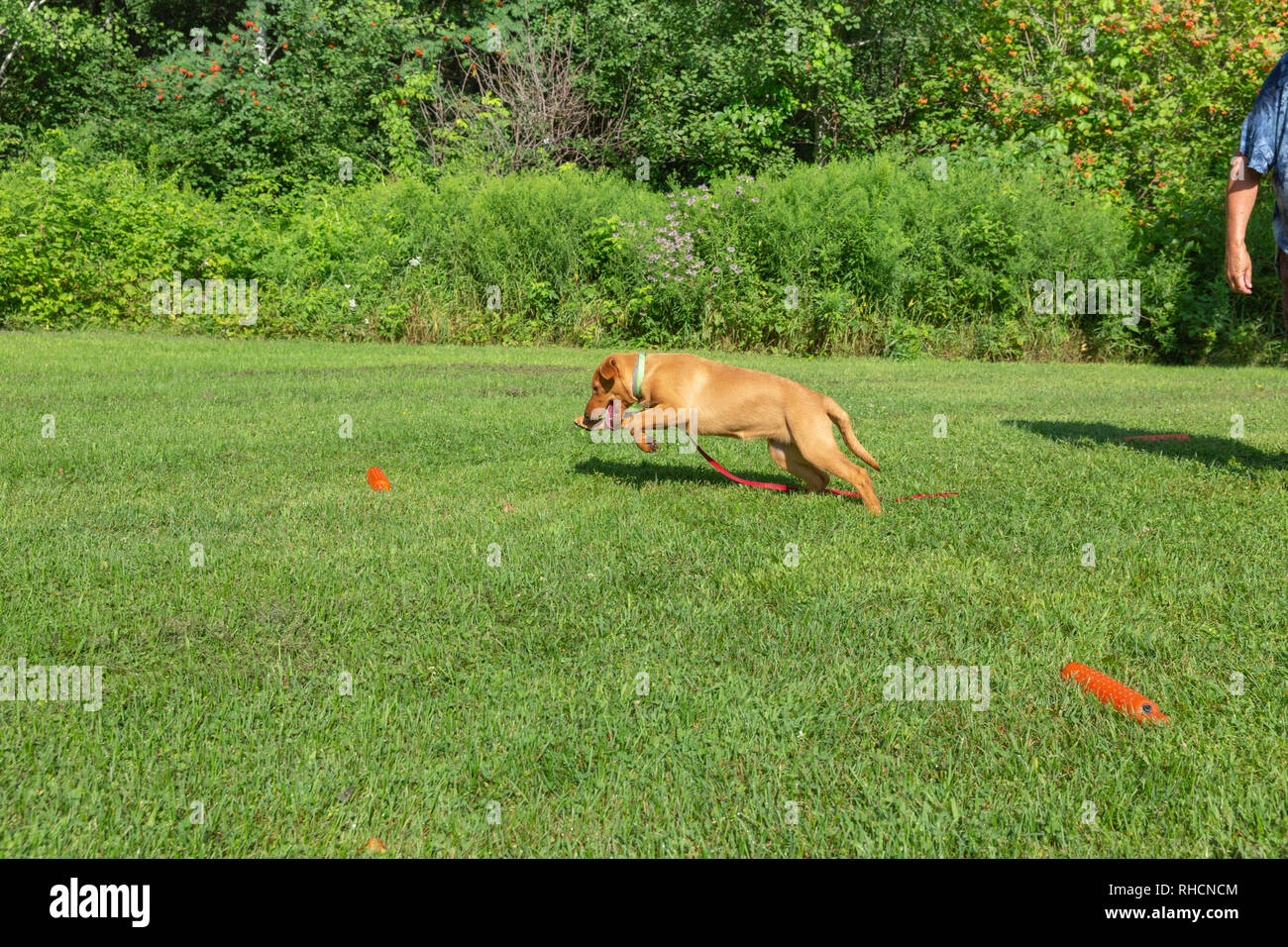 Fox red Labrador retriever - following Kim's hand signal to retrieve the orange training dummy. Stock Photo