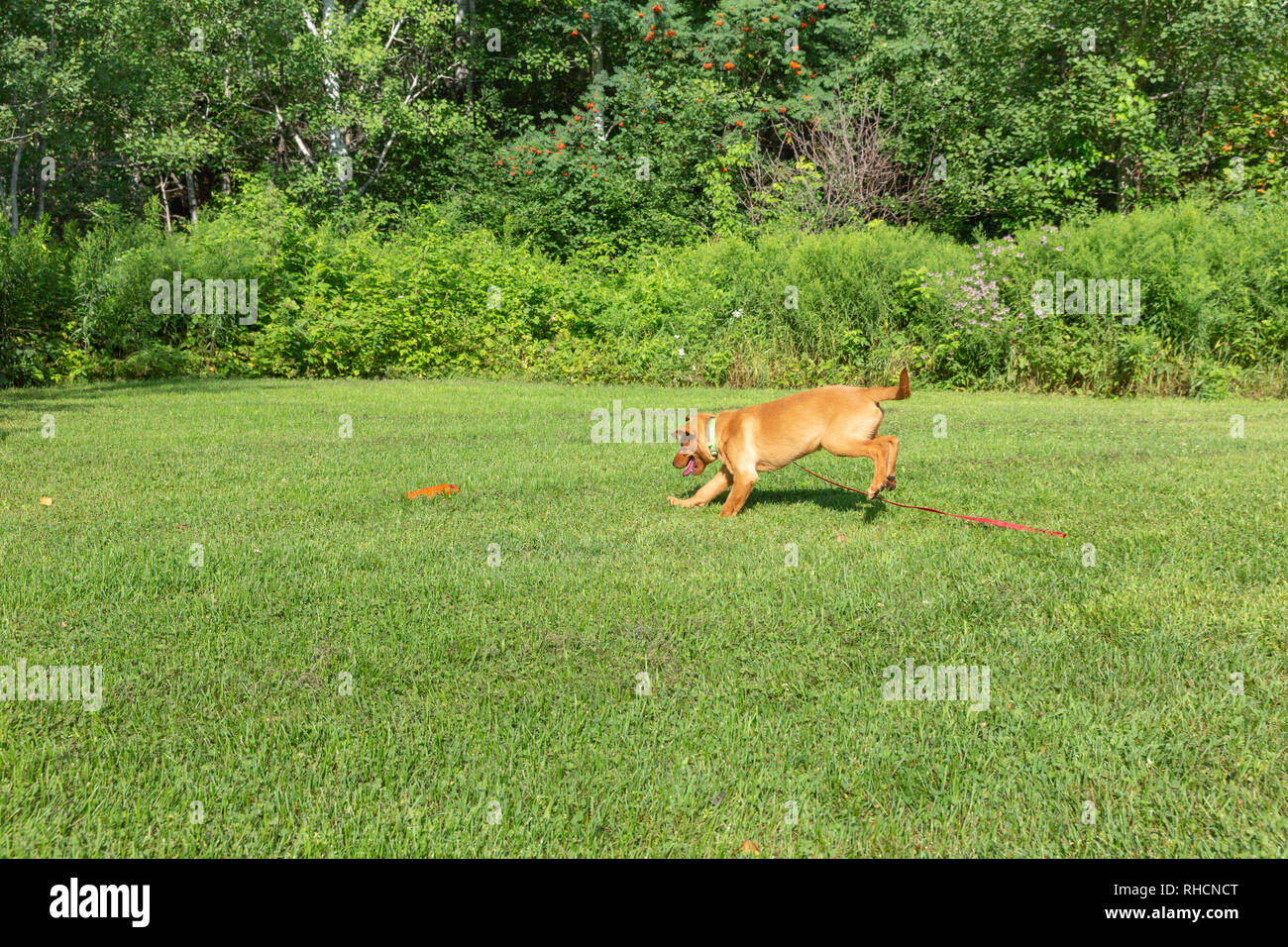 Fox red Labrador retriever - running to retrieve the orange training dummy. Stock Photo