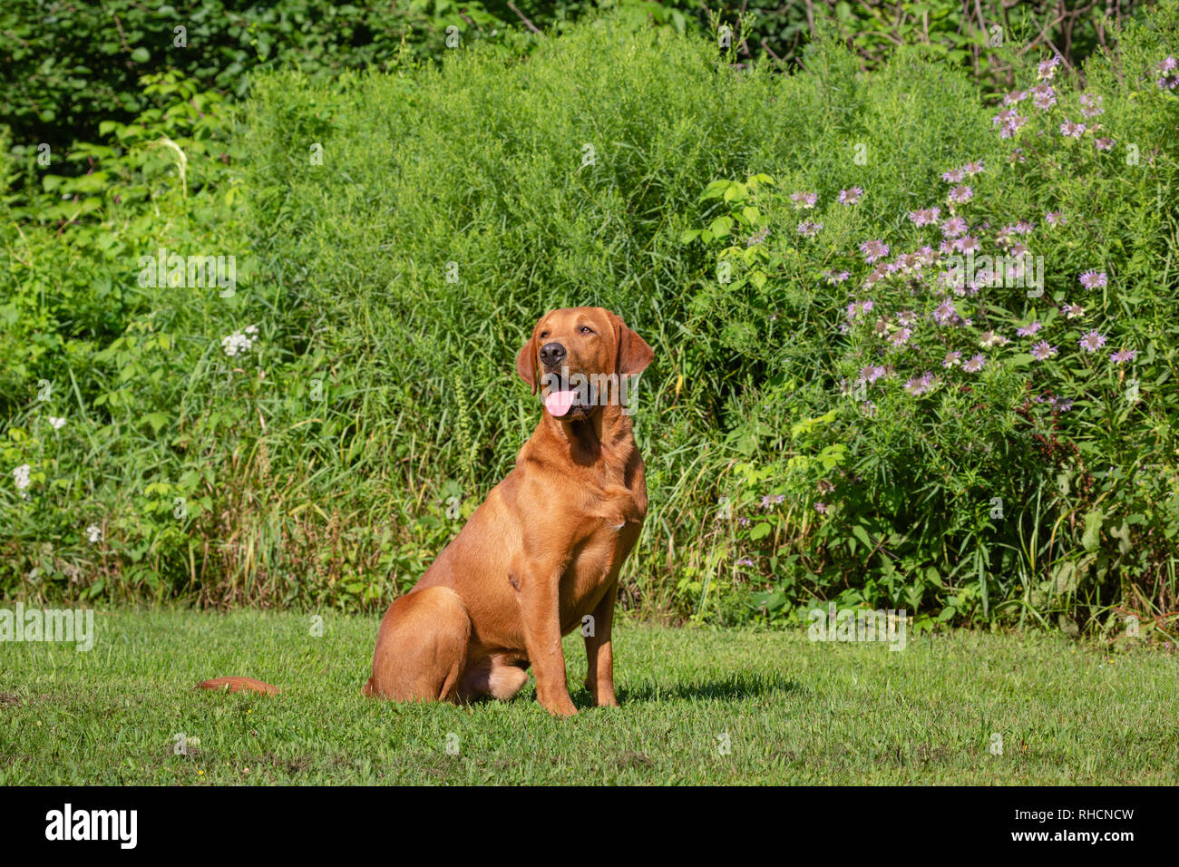 Fox red Labrador retriever Stock Photo - Alamy