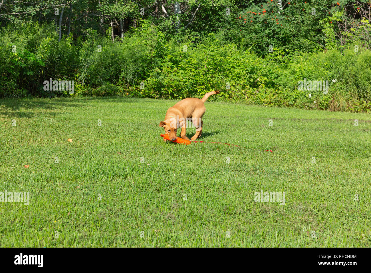 Fox red Labrador retriever - running to retrieve the orange training dummy. Stock Photo