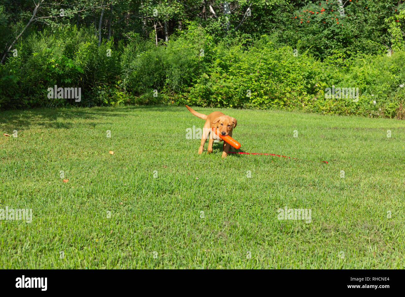 Fox red Labrador retriever - returning with the orange training dummy. Stock Photo