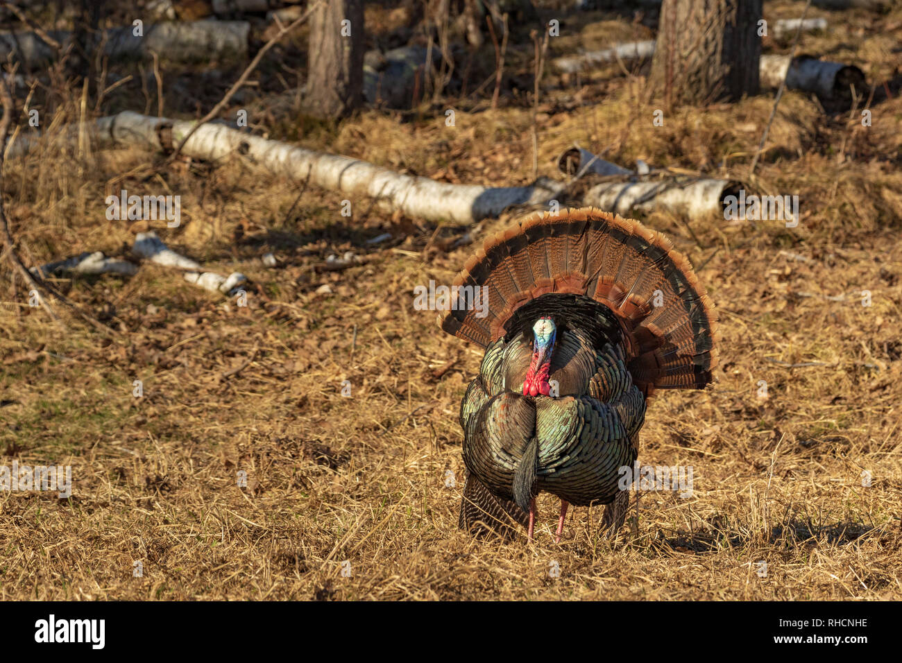 Tom turkey strutting for a hen in northern Wisconsin Stock Photo Alamy