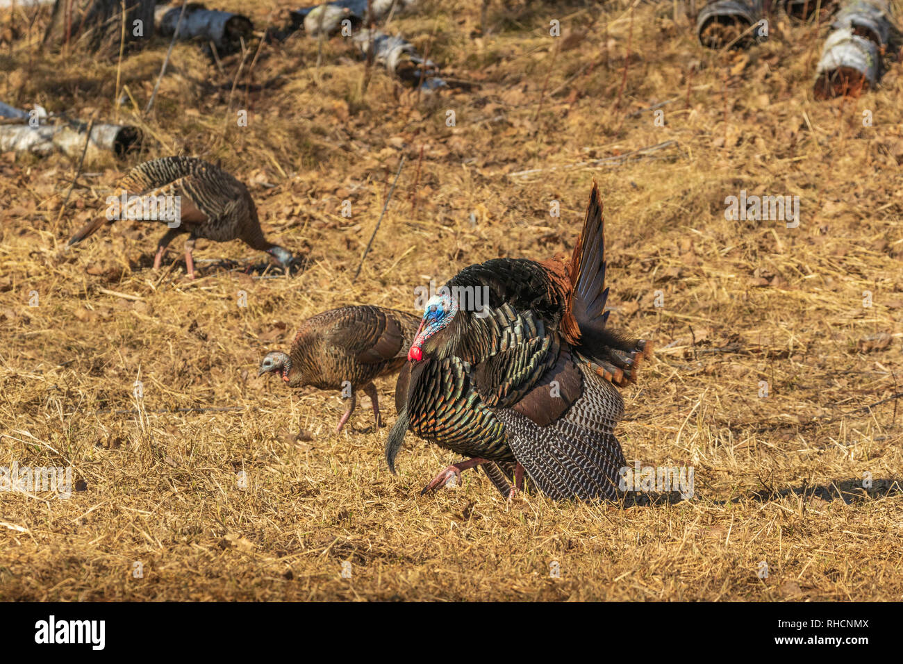 Tom turkey strutting for some hens Stock Photo Alamy