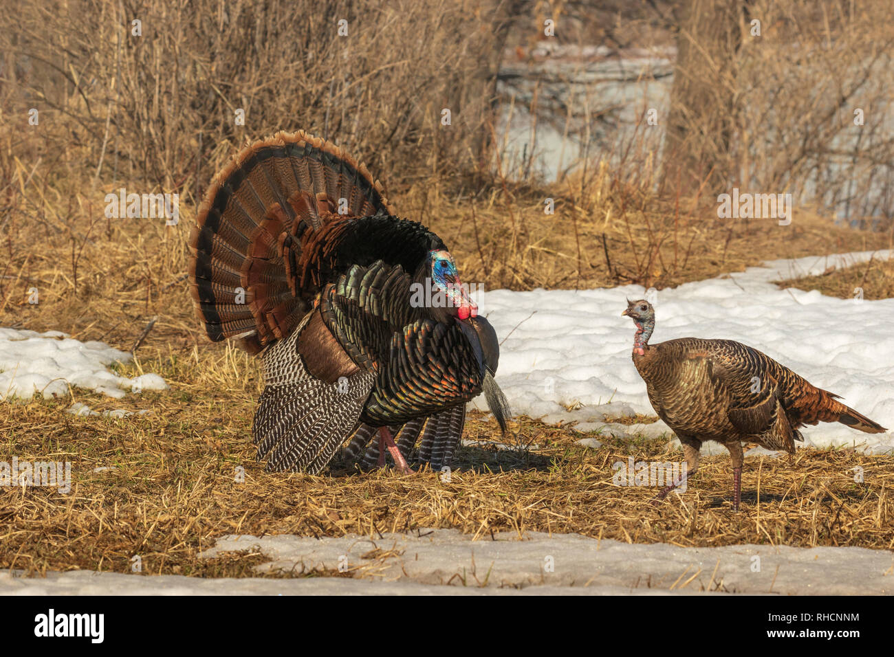 Tom turkey strutting for a hen in northern Wisconsin Stock Photo Alamy