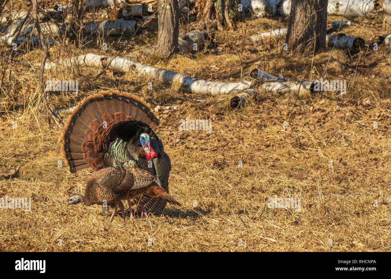 Tom turkey strutting for a hen in northern Wisconsin Stock Photo Alamy