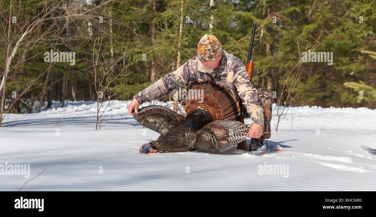 Hunter posing with his spring turkey in northern Wisconsin. Stock Photo