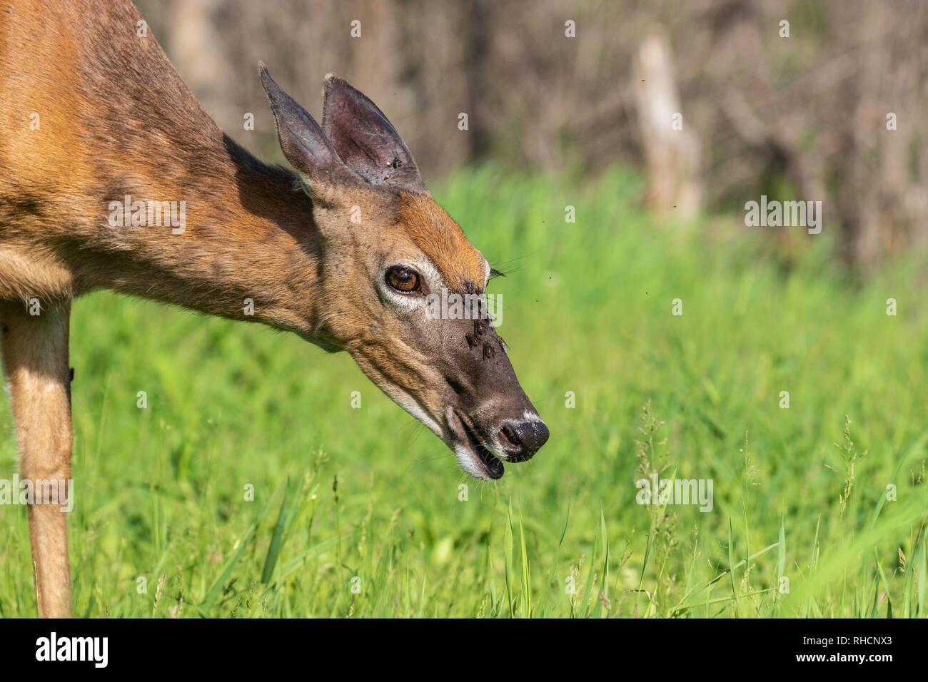 Deer flies hi-res stock photography and images - Alamy