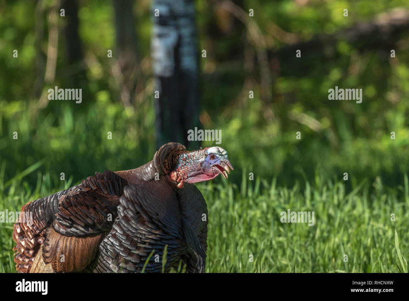 Gobbling Turkey Stock Photos & Gobbling Turkey Stock Images Alamy