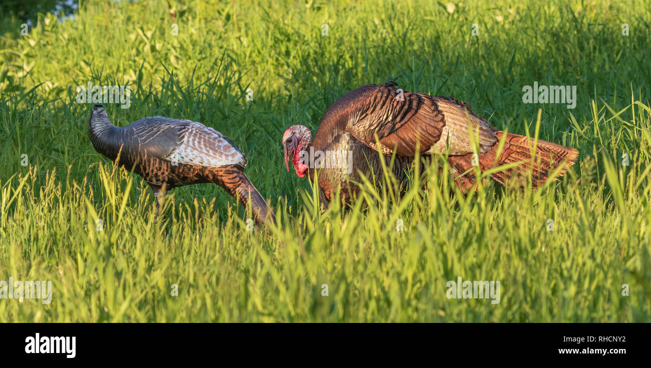 Tom turkey checking out an inflatable hen decoy. Earlier, he had tried