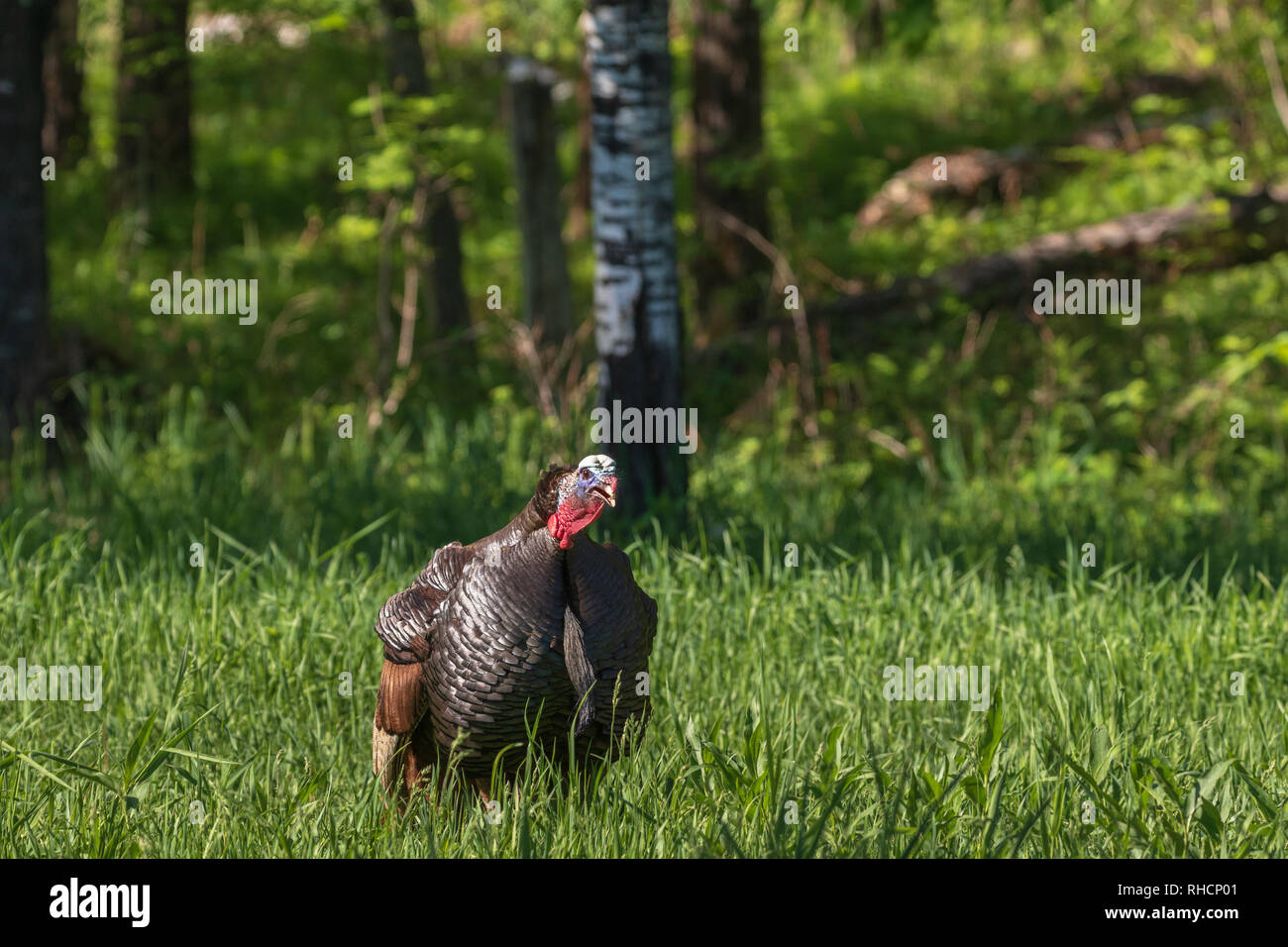 Tom turkey in northern Wisconsin Stock Photo Alamy