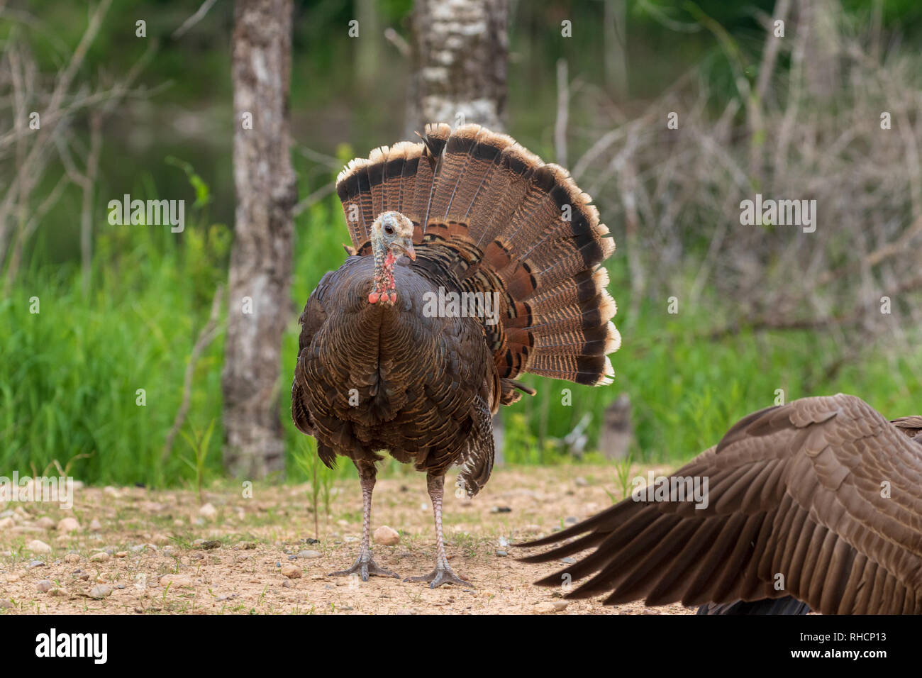 Confrontation between a hen turkey and Canada goose Stock Photo - Alamy